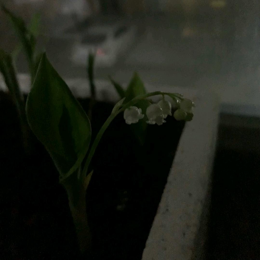 摆烂的小土豆🥱