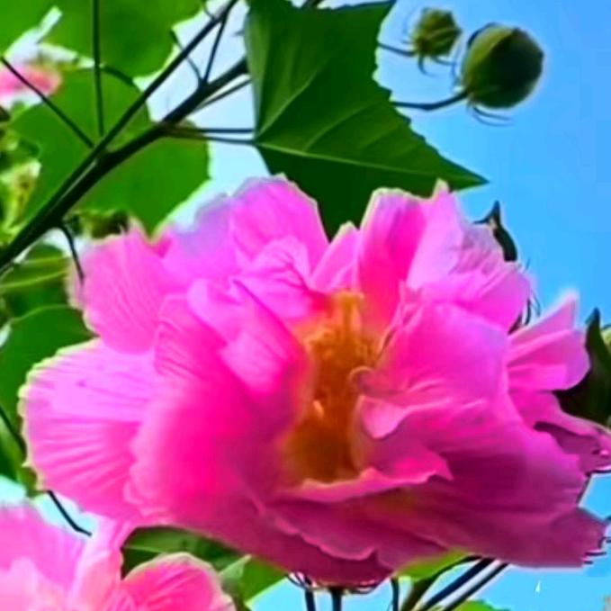 💞辛静如水💞