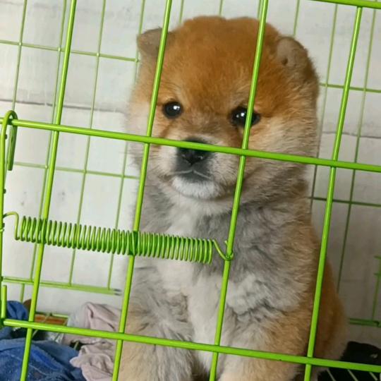柴犬聚会
