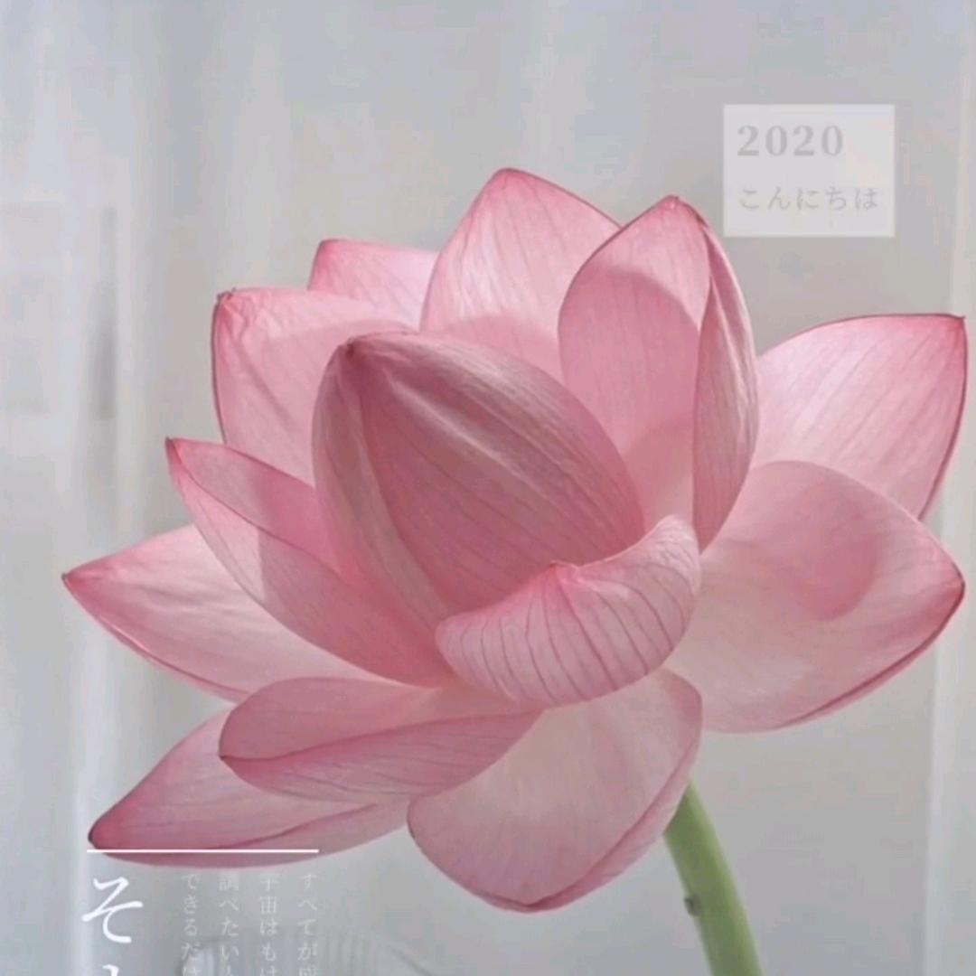 ꧁꫞余生🦋随心꫞꧔