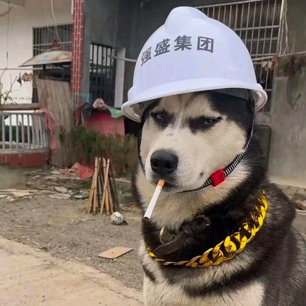 @高奇奇