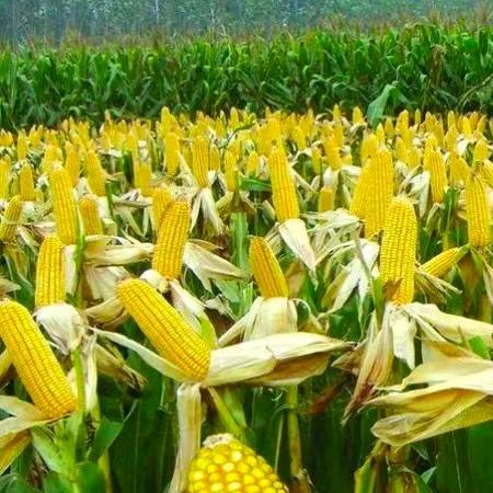 农业植保～老表