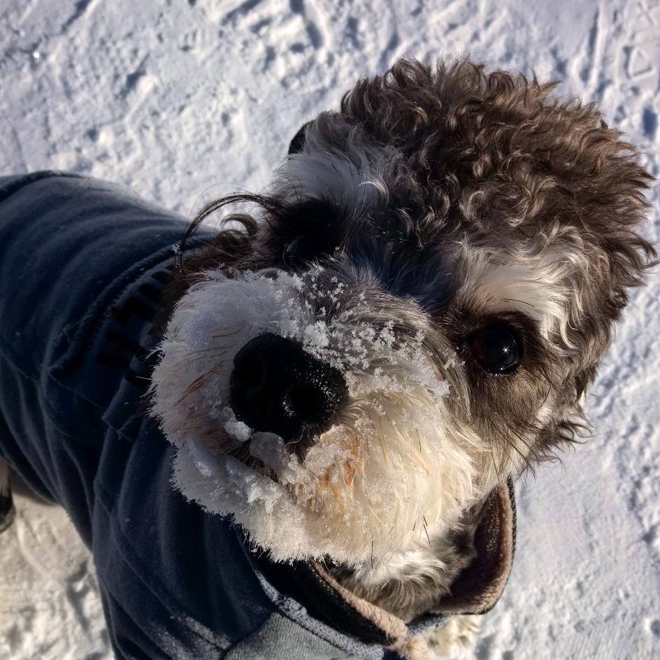 显眼包(⁎⁍̴̛ᴗ⁍̴̛⁎)