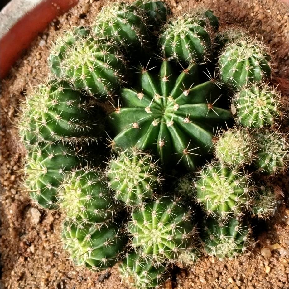 🌵🐒日久见人心🐒刘
