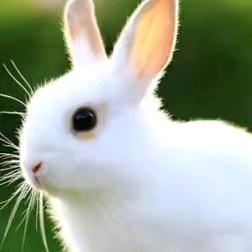 念念不忘的 胖姐🌹