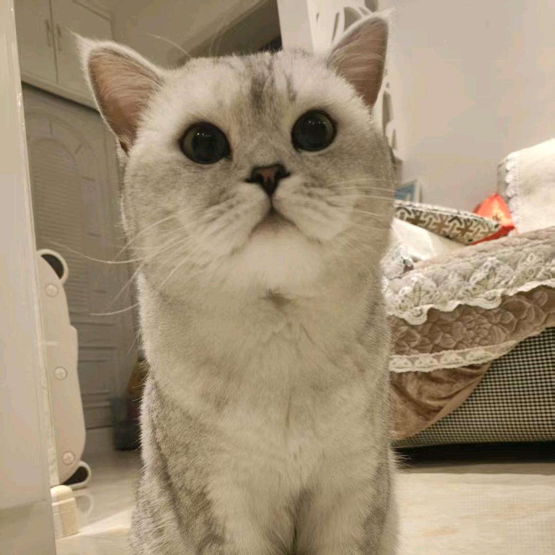 汤圆宝宝✔️