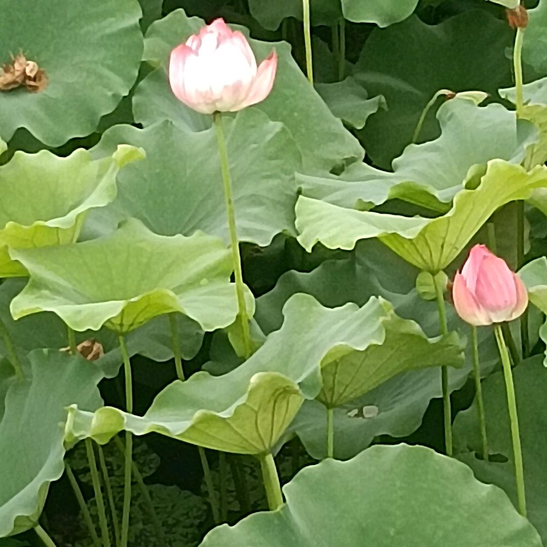 闯天涯