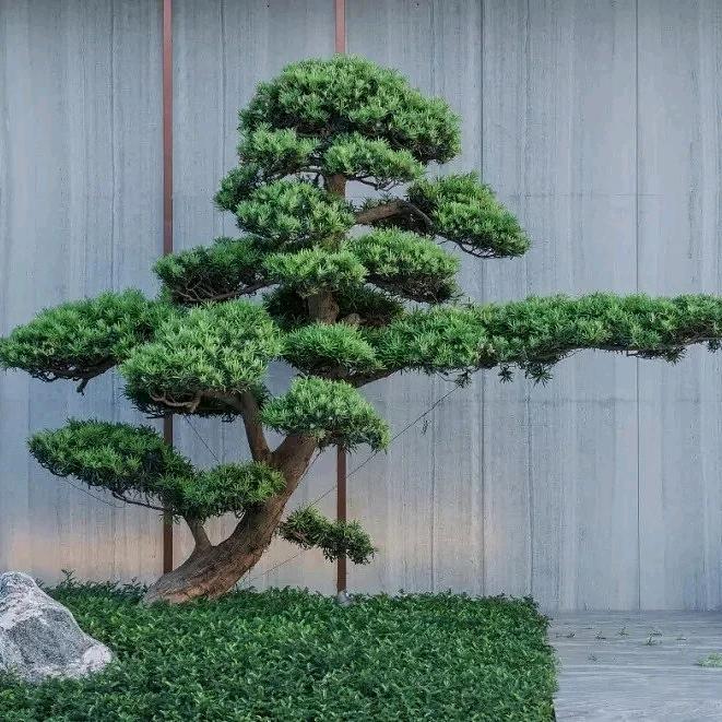 鱼的记忆