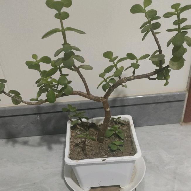 金枝玉叶