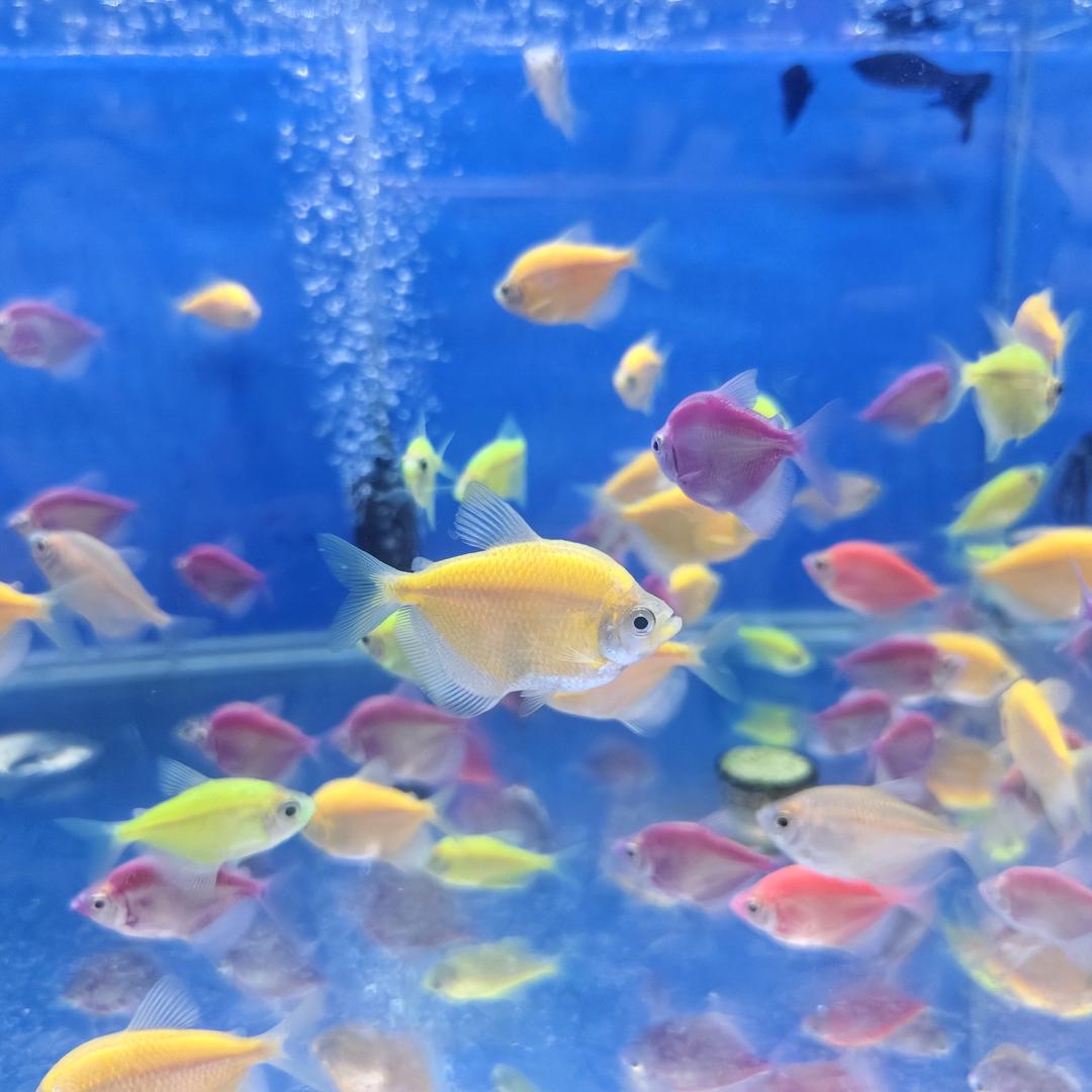 : ℒᎭℯ⃝小迷ঞ糊(｢･ω･)｢嘿