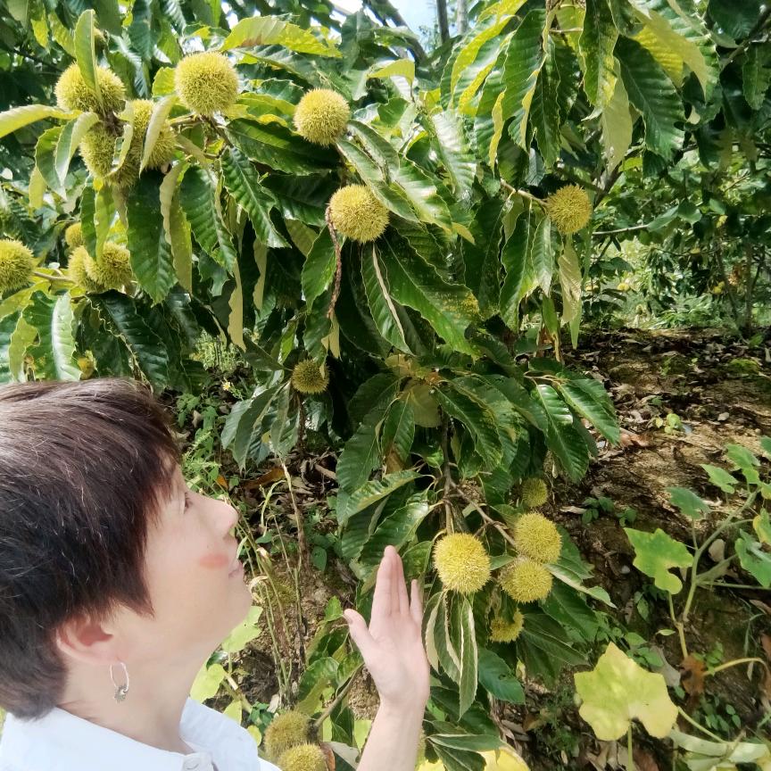 农产品收购运香