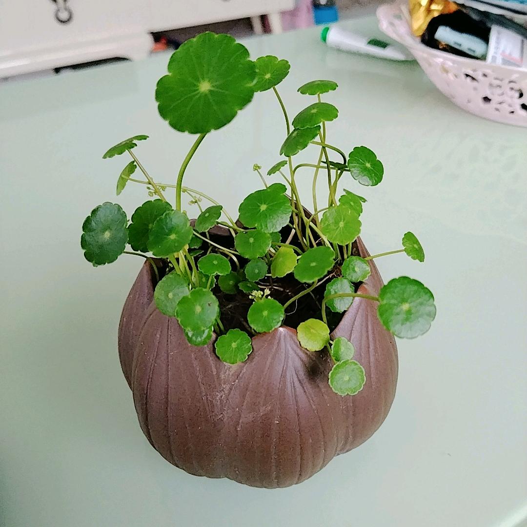 田笨笨