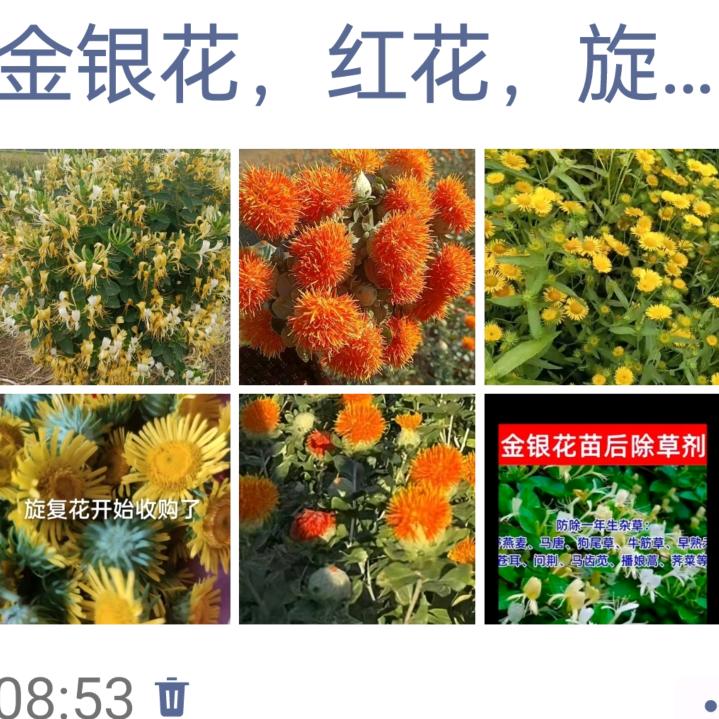 金银花红花旋复花购销