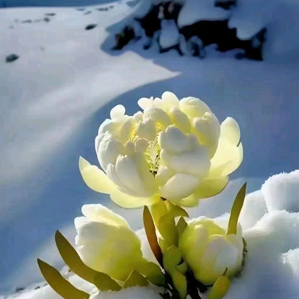 莲莲好物@