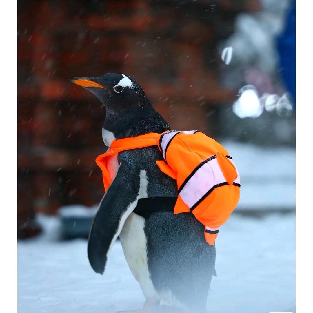 哈尔滨淘淘🐧(暑期专场)