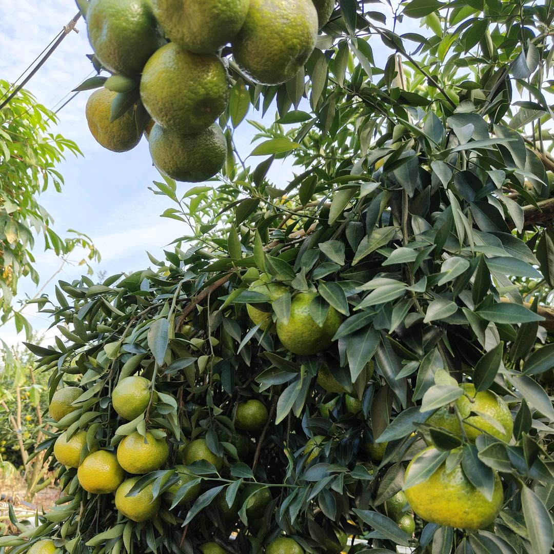 开平盛农农资一站式采购平台