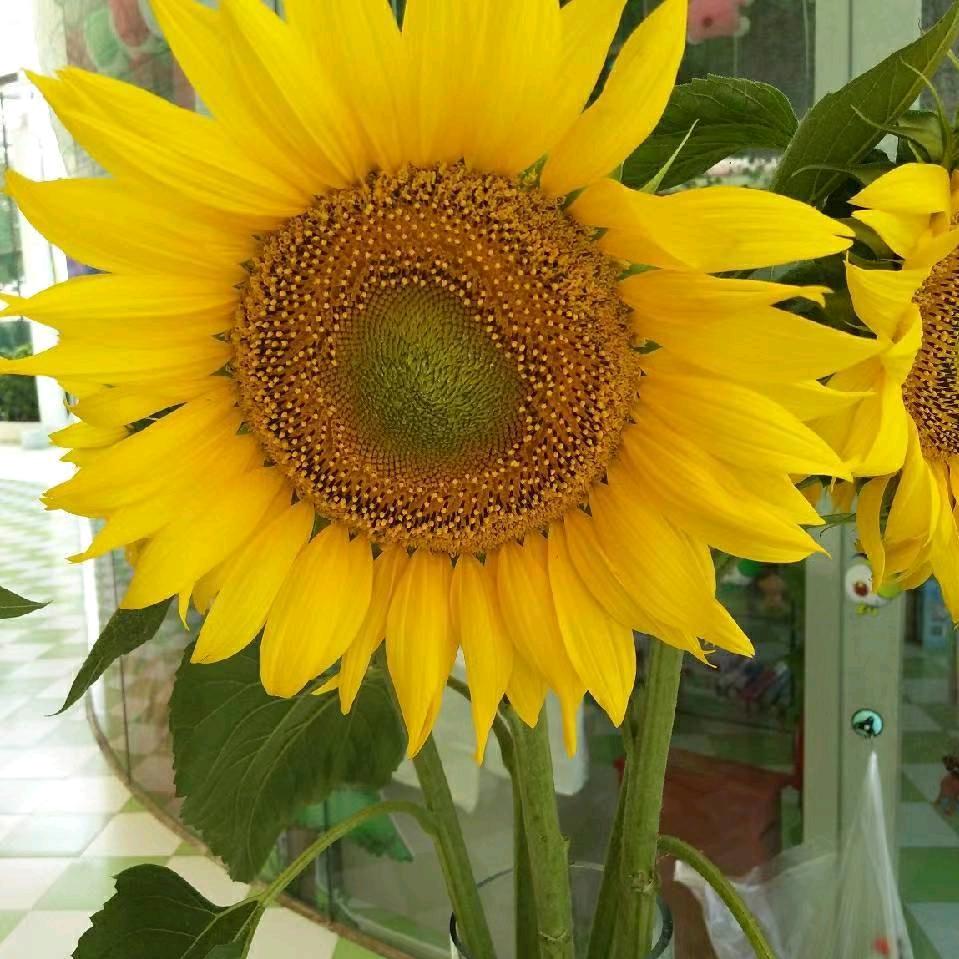 吴姐《腰鼓队》