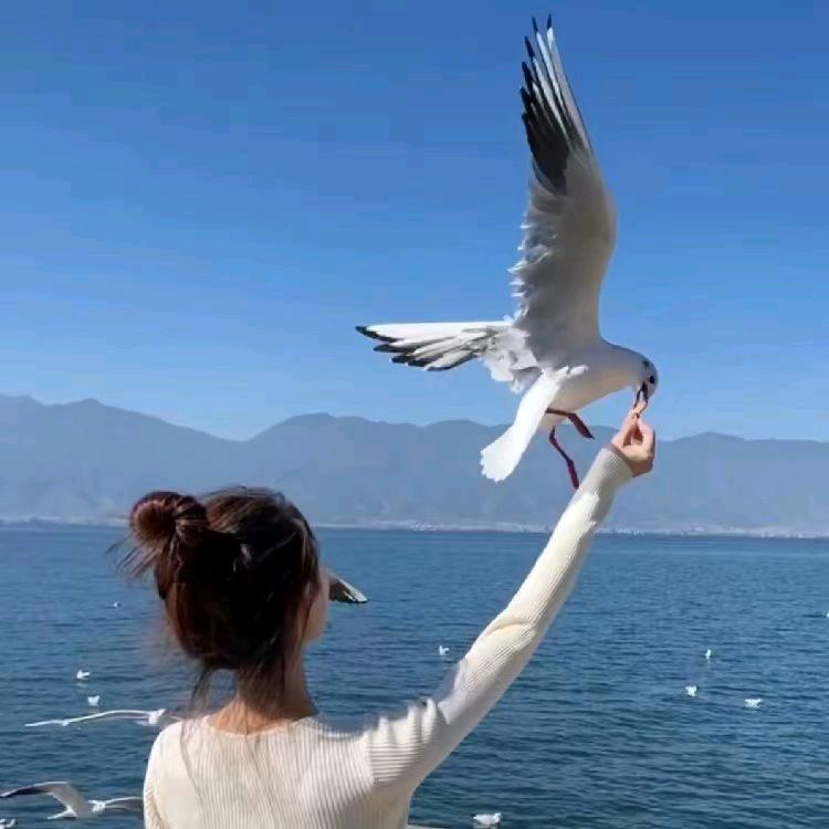 舞艺非凡