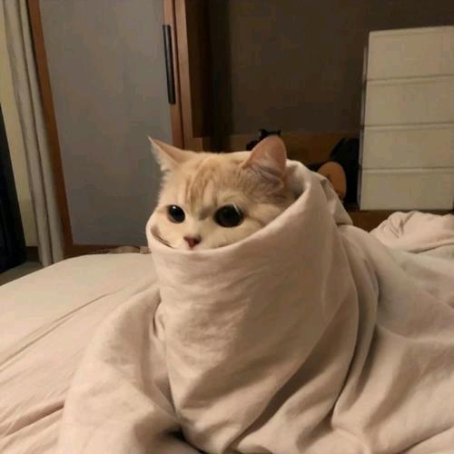 静然呀（国服阿珂）