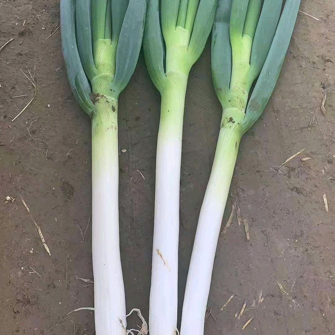 葱总管全程植保