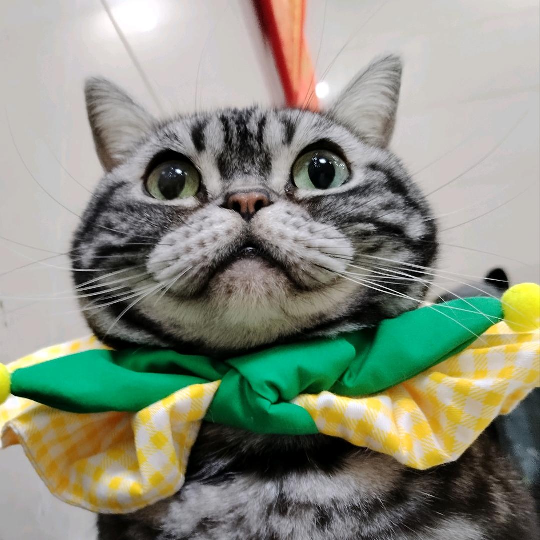 芝麻宝宝和猪大腚