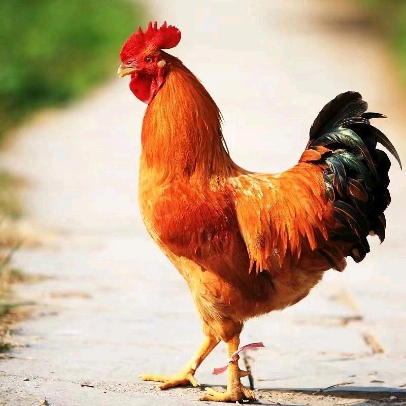 鲁大壮生态农场