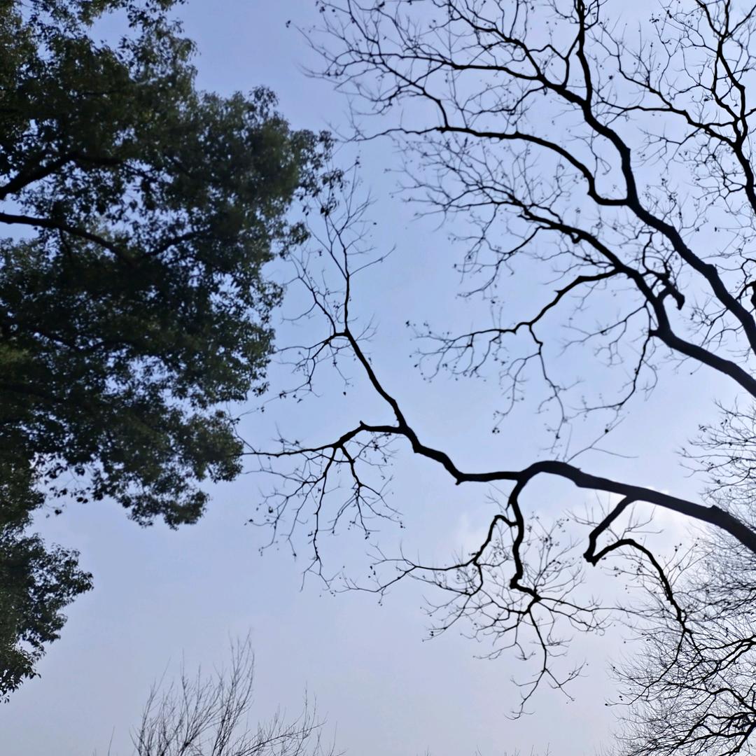 蔡秀莲