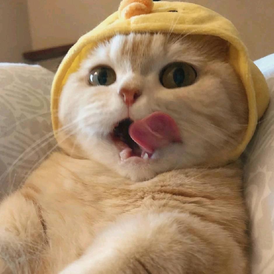 🍰•ᴗ•小喵碎碎冰
