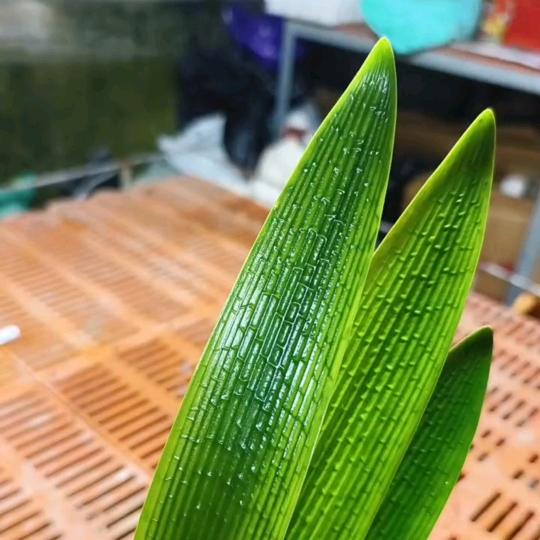 王小米