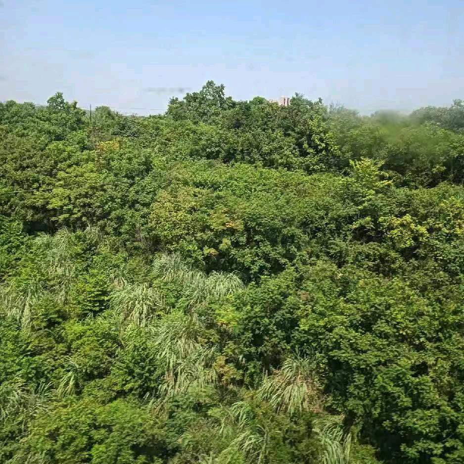 小方浪子