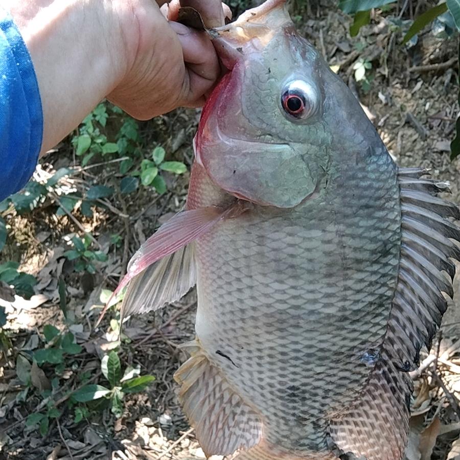 楼下黄叔叔