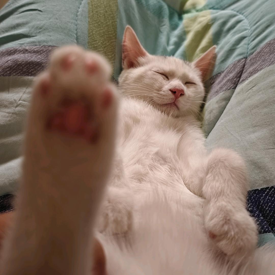 吃水蜜桃不吐葡萄皮