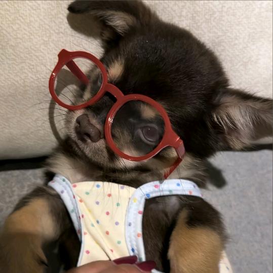 沉默的丸子大人