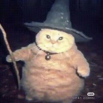 养只猫