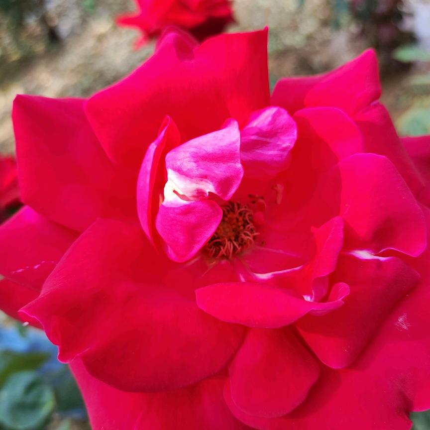 红玫瑰🌹