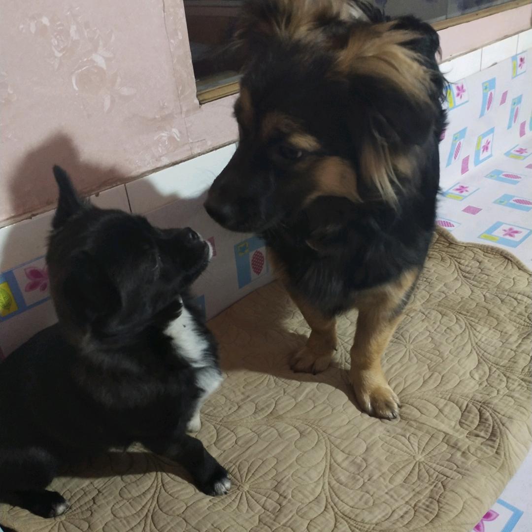 东北梦想家岳曌明