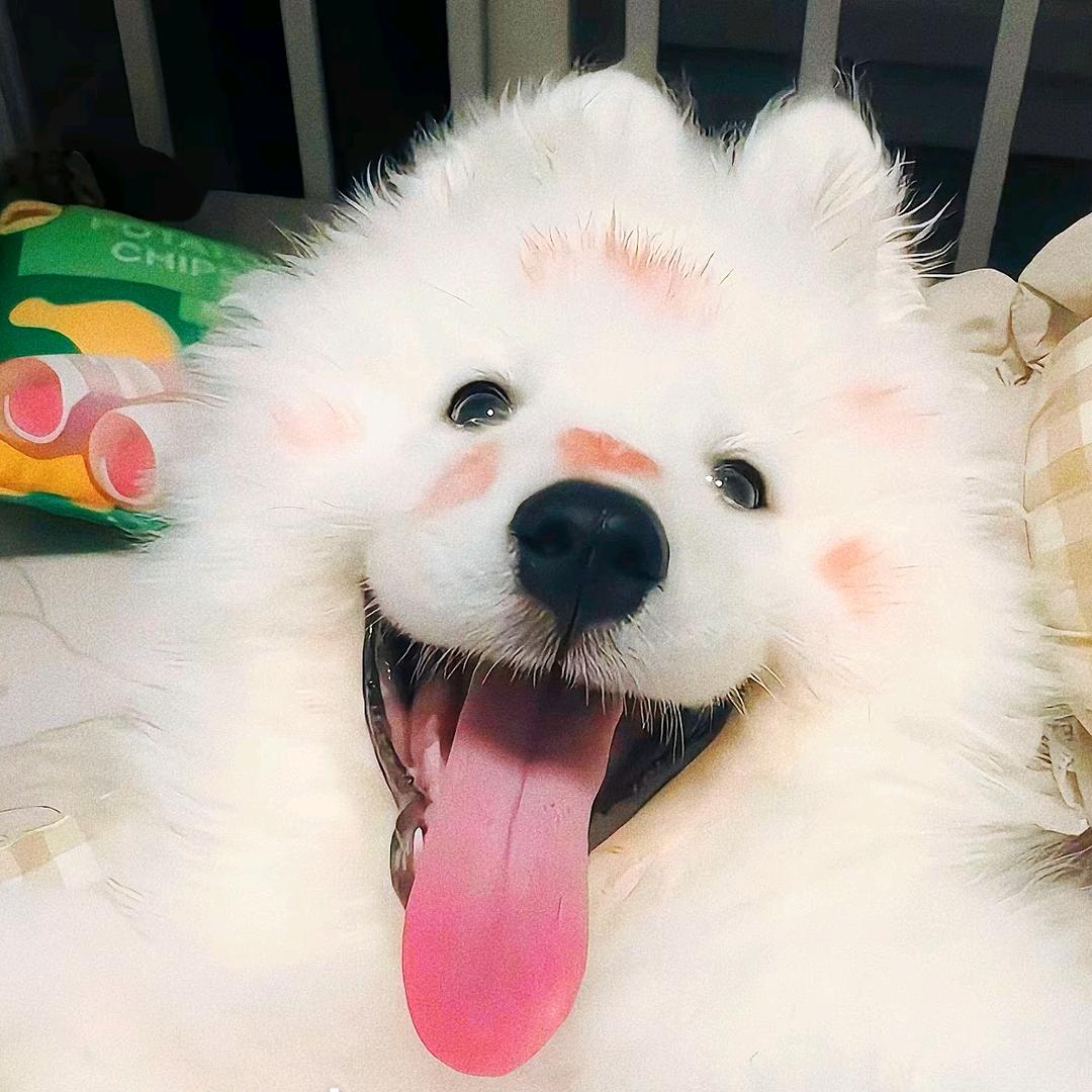小狗呼呼
