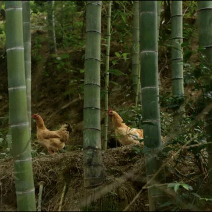 湖山谷竹林土鸡