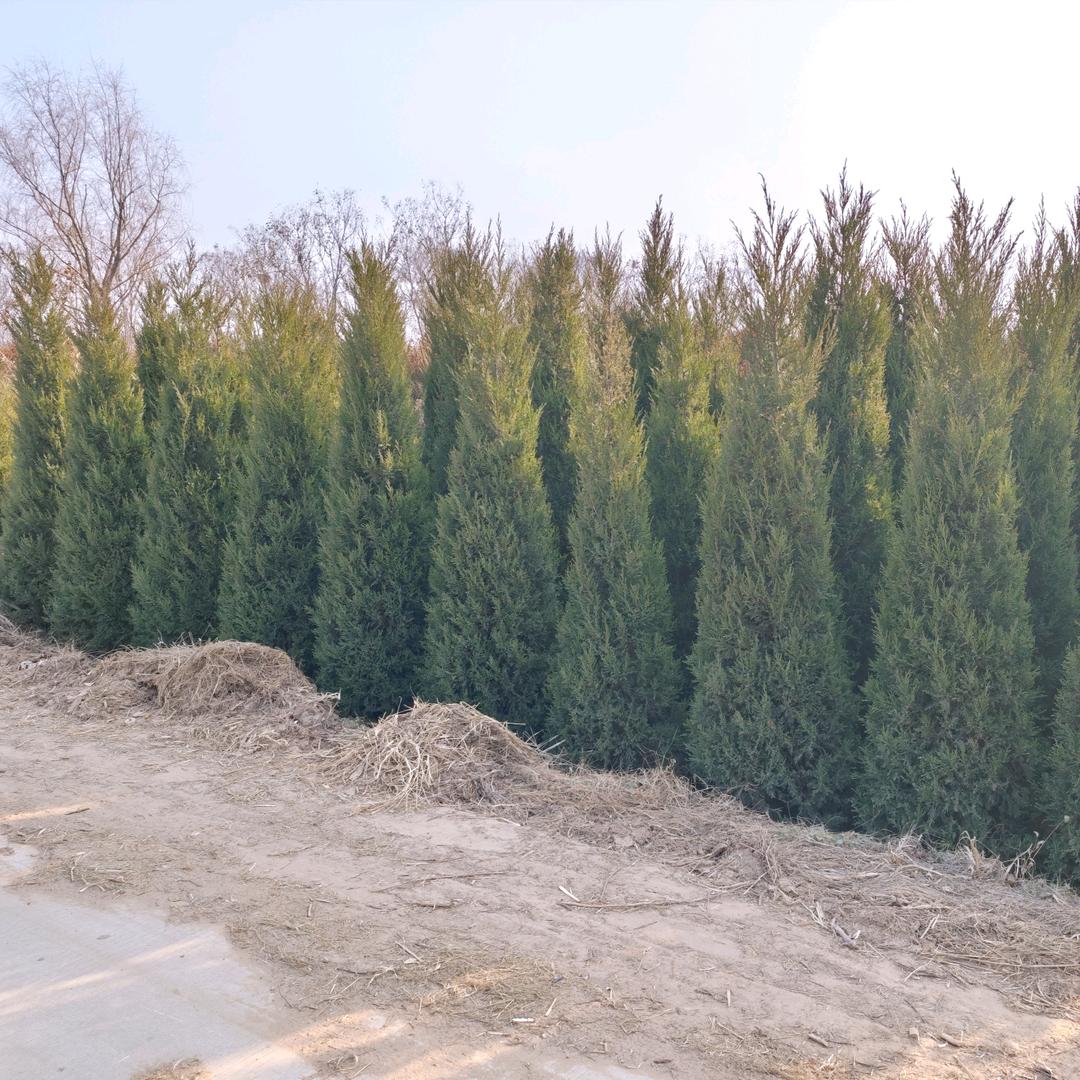 花乡维纳斯晨冠果树苗木专卖店