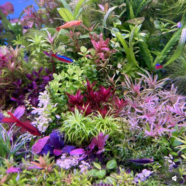 艺趣水族生活馆