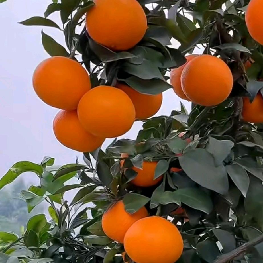 苹果姐🍎