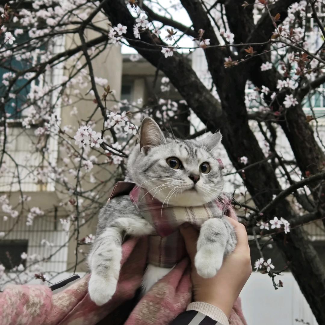 林豆豆
