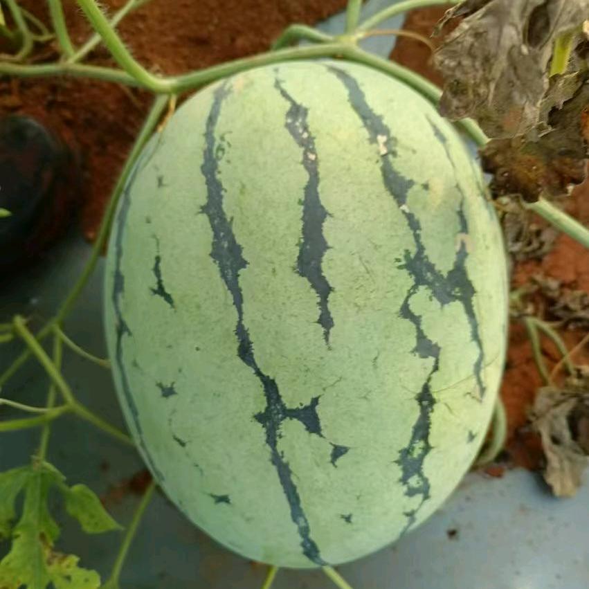 明天会好