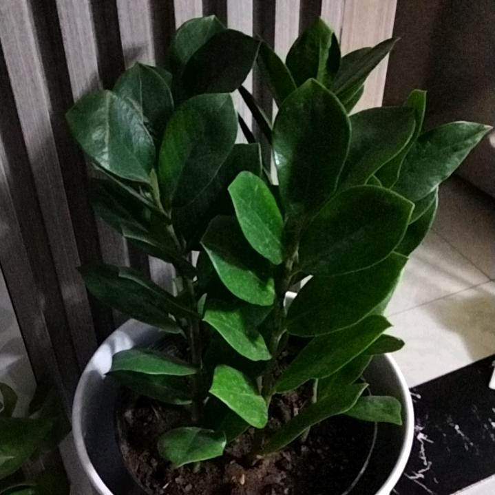 🍀张张