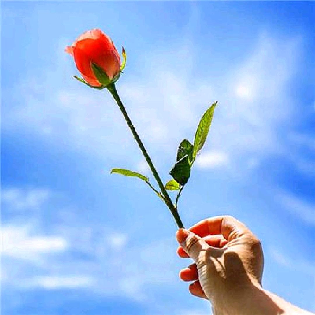 🌹花好月圆⭕️🌹