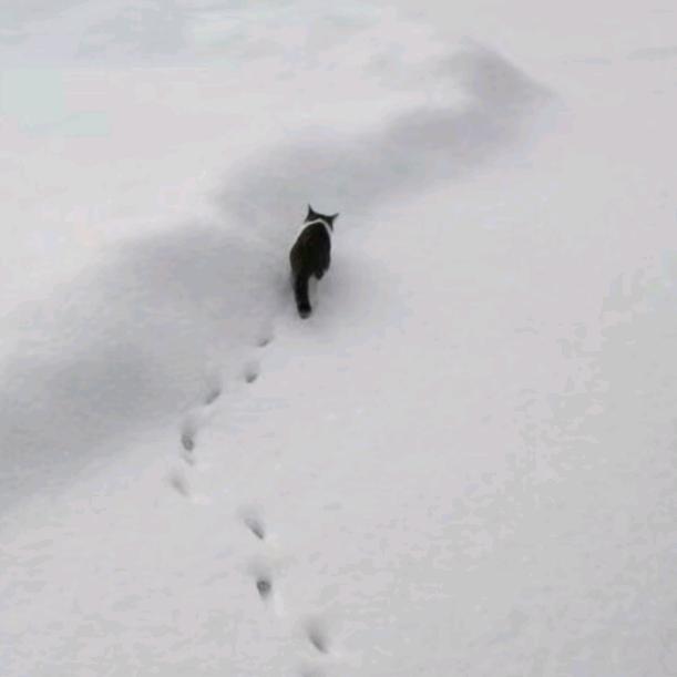 知雪融