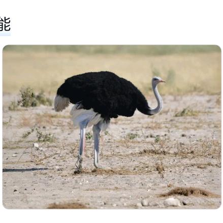 工作广告，高空。兴趣养驼鸟