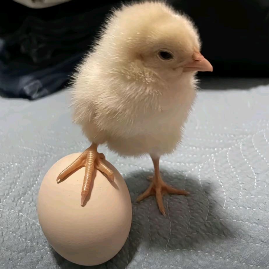 啄遍菜园小霸王