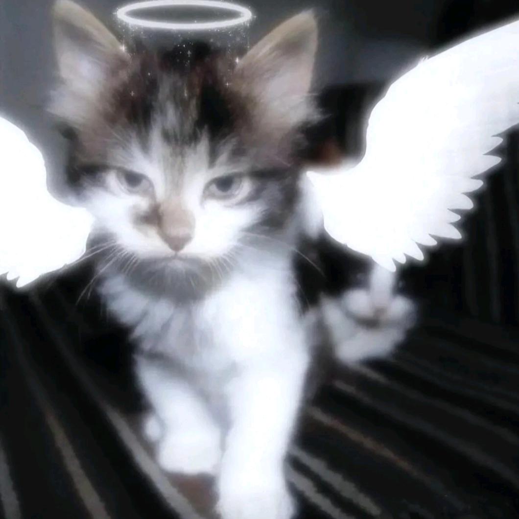 猫猫橘