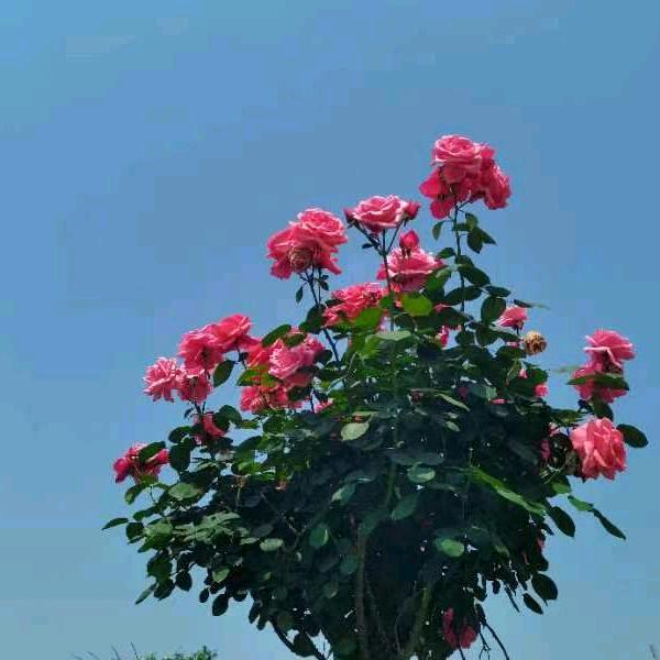 钟二妹🌹🌹🌹